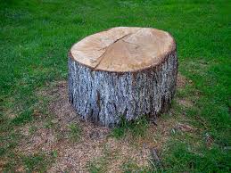 Best Tree Maintenance Programs  in Lake Cherokee, TX