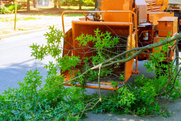Best Hazardous Tree Removal  in Lake Cherokee, TX