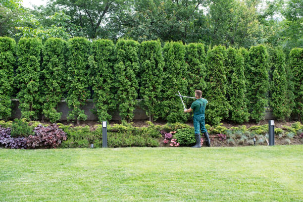 Best Tree Disease Treatment  in Lake Cherokee, TX