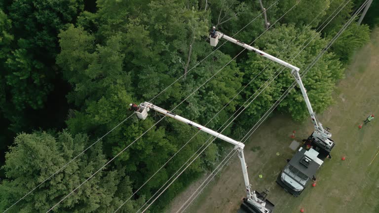 Professional Tree Services in Lake Cherokee, TX