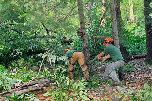 Best Landscape Design and Installation  in Lake Cherokee, TX