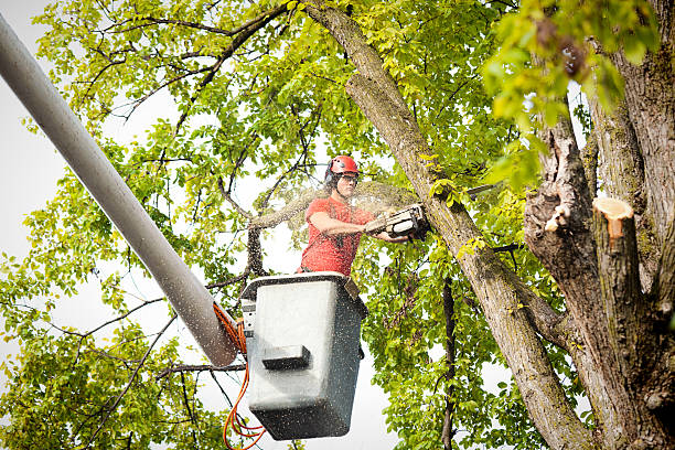  Lake Cherokee, TX Tree Services Pros